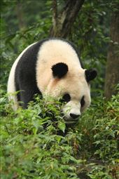 Giant panda, Bifengxia: by vagabondstoo, Views[1965]