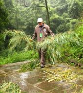 Pandas eat a lot of bamboo, Bifengxia: by vagabondstoo, Views[556]