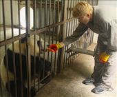 Connie shares a snack, Bifengxia: by vagabondstoo, Views[551]