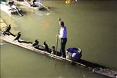 Fishing with cormorants, Guilin: by vagabondstoo, Views[486]