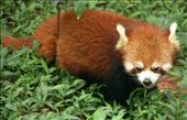 Red panda, Chengdu Panda Reserve: by vagabondstoo, Views[538]