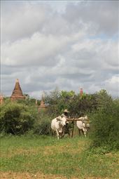 Bagan Archeological Area: by vagabondstoo, Views[500]