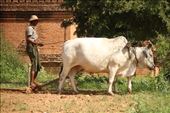 Preparing the fields, Bagan: by vagabondstoo, Views[546]
