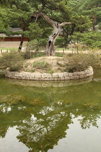 Sacred tree, Jongmyo Shrine