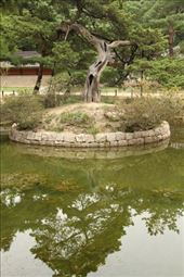 Sacred tree, Jongmyo Shrine: by vagabondstoo, Views[550]
