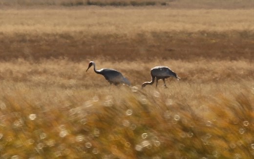 White-naped cranes, one of our targets, Gun Galuut Nature Reserve