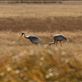 White-naped cranes, one of our targets, Gun Galuut Nature Reserve Views[527]