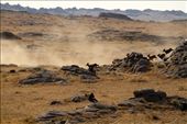 Argali on the loose, Ikh Nart Nature Reserve: by vagabondstoo, Views[438]