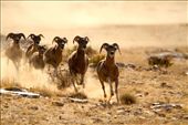 The group that got away, Ikh Nart Nature Reserve: by vagabondstoo, Views[1580]