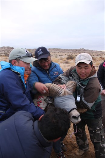 Big argali ram, Ikh Nart Nature Reserve