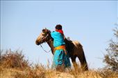 Horsemen are essential for driving the sheep, Ikh Nart Nature Reserve: by vagabondstoo, Views[510]