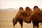 Feral camels, Ikh Nart Nature Reserve: by vagabondstoo, Views[550]