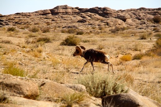 Caught, measured, collared, tagged and released, Ikh Nart Nature Reserve