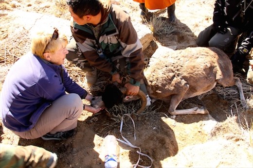 Connie with argali ewe, Ikh Nart Nature Reserve