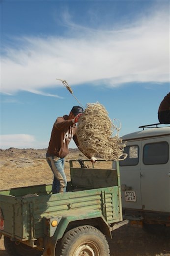 Dropping off the capture nets, Ikh Nart Nature Reserve