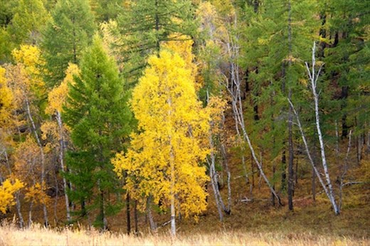 The end of summer = fall colours near Gun Galuut Nature Reserve