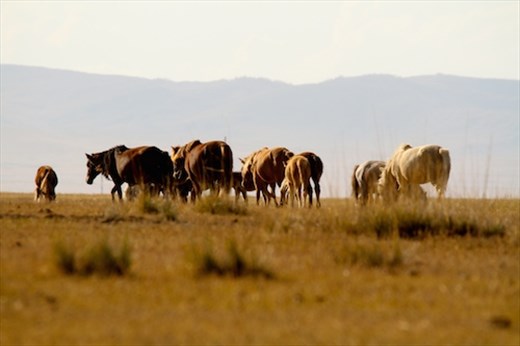 Mongolian horses, Gun Galuut Nature Reserve