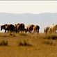 Mongolian horses, Gun Galuut Nature Reserve Views[409]
