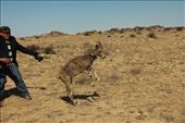 Jumping for Joy, argali ewe release, Ikh Nart Nature Reserve: by vagabondstoo, Views[476]