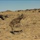 Jumping for Joy, argali ewe release, Ikh Nart Nature Reserve Views[478]