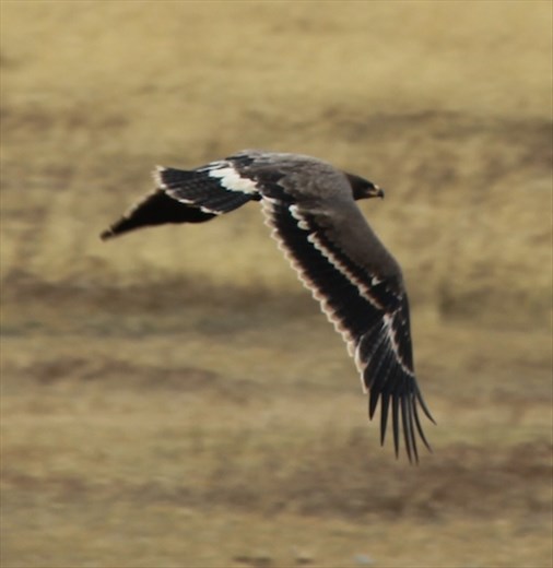 Greater spotted eagle, Gun Galuut Nature Reserve