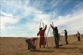 Erecting the capture nets, a daily chore, Ikh Nart Nature Reserve: by vagabondstoo, Views[487]