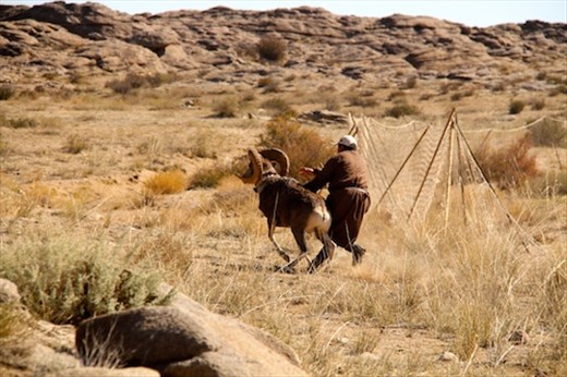 Releasiing a reluctant ram, Ikh Nart Nature Reserve