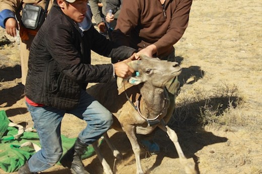 Another successful release, Ikh Nart Nature Reserve