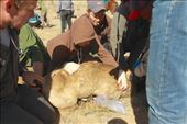 Scott collects blood samples, Ikh Nart Nature Reserve: by vagabondstoo, Views[288]