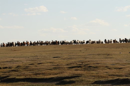 Sheep and goats waiting for a drink, Gun Galuut Nature Reserve