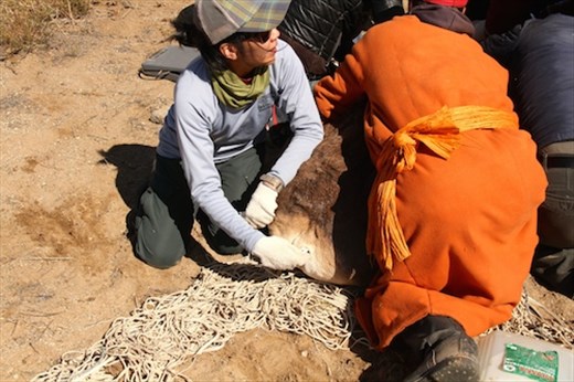 Stephanie monitors body temperature, Ikh Nart Nature Reserve