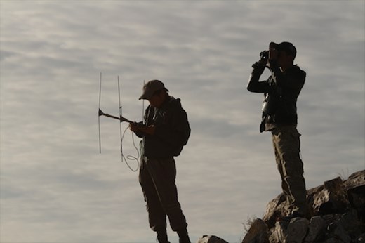 Mongolian students track VHF collared argali, Ikh Nart Nature Reserve
