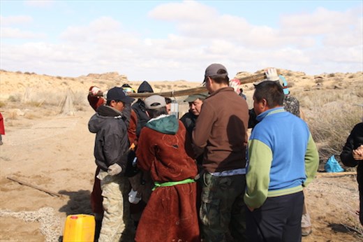 Argali rams can weigh 350 pounds or 150 kg, Ikh Nart Nature Reserve