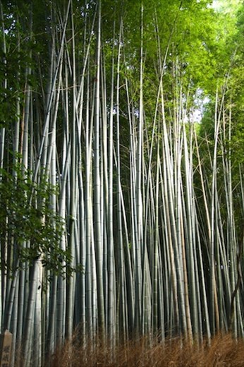 Bamboo Forest, Kyoto