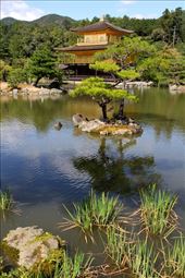 Reflections, Golden Pavilion, Kinkaku-Ji, Kyoto: by vagabondstoo, Views[1251]