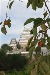 Fall persimmons and Himeji Castle: by vagabondstoo, Views[637]