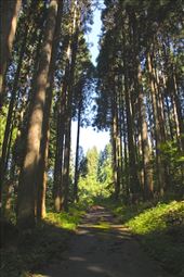 Trail through cedars, Shirakawa-go: by vagabondstoo, Views[543]