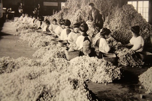 Millions of cocoons, Tomioka Silk Mill