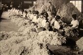 Millions of cocoons, Tomioka Silk Mill: by vagabondstoo, Views[623]