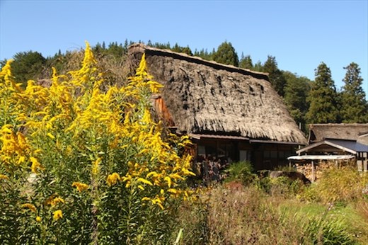 Goldenrod, , Shirakawa-go