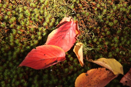 Leaves on moss, Kenroku-en Garden, Kanazawa