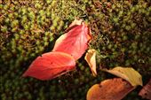 Leaves on moss, Kenroku-en Garden, Kanazawa: by vagabondstoo, Views[503]