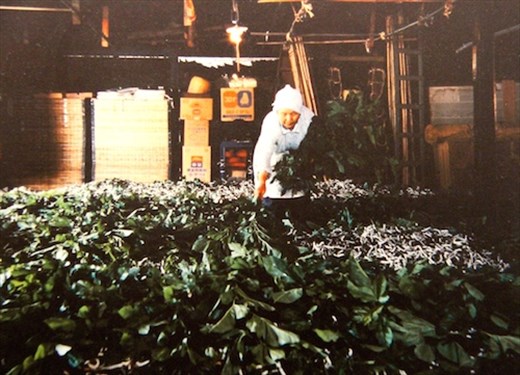 Fatten them on mulberry leaves, Tomioka Silk Mill
