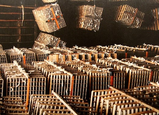 When they are ready to spin, Tomioka Silk Mill