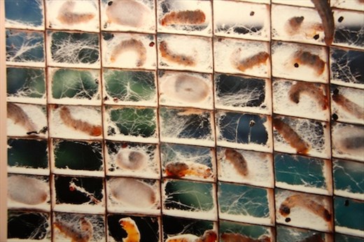 Cocoons in the making, Tomioka Silk Mill