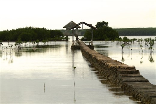 Bird sanctuary, Olango Island