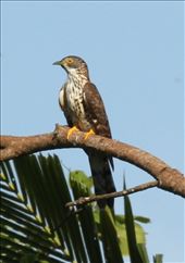 Philippine hawk cuckoo: by vagabondstoo, Views[530]