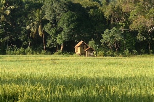 Rice paddies, Sabang, Palawan