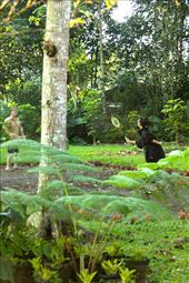 Voelker and Janet in early AM badminton, Pitcher Plant Farm, Mindanao: by vagabondstoo, Views[412]