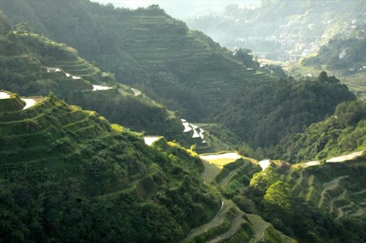 Banaue Terraced Rice Paddies